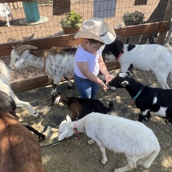 Barnyard Buddies - Baby enjoying the farm animals - Petting Zoos Near Me - Lakewood, California Barnyard Buddies - Baby enjoying the farm animals - Petting Zoos Near Me - Lakewood, California