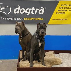 Kai's Dog Training Academy - Walter (left) and Leo (right) are well known at Kai's