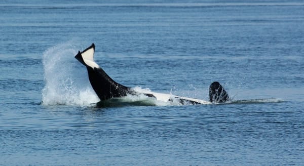 Steveston Seabreeze Adventures Vancouver by null