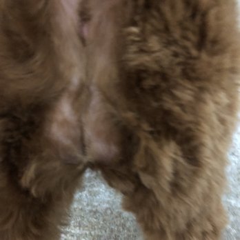 Oh My Dog - mortifying - Pet Groomers Near Me - Foster City, California