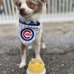 Pelican's Snoballs - Pup Cups