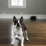Photo of Sound Pups Walking Company