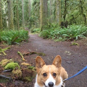 Silver Falls State Park - Banned from the trail but we're cute so it's ok - Hiking Near Me - Sublimity, Oregon Silver Falls State Park - Banned from the trail but we're cute so it's ok - Hiking Near Me - Sublimity, Oregon