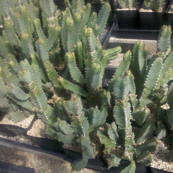 Bach's Cactus Nursery - Nurseries & Gardening Near Me - Tucson, Arizona