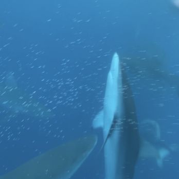 Hawaii Shark Encounters - Sharks - Diving Near Me - Haleiwa, Hawaii Hawaii Shark Encounters - Sharks - Diving Near Me - Haleiwa, Hawaii