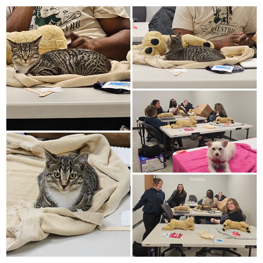 FurstAid CPR - pet boarding facility in Omaha, NE