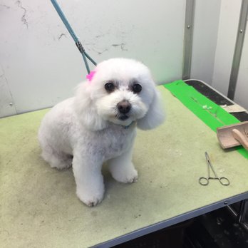 The Barking Shoppe - Pet Groomers Near Me - Luling, Louisiana The Barking Shoppe - Pet Groomers Near Me - Luling, Louisiana
