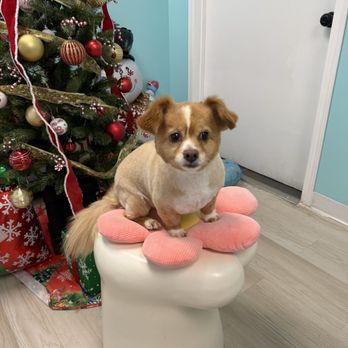 Furever Grooming - Zoey's transformation at Furever Grooming - Pet Groomers Near Me - Milpitas, California