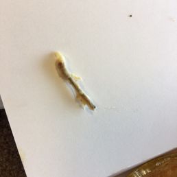 This chicken bone was in my pot pie. This chicken bone was in my pot pie.