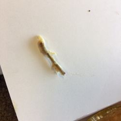 KFC - This chicken bone was in my pot pie.