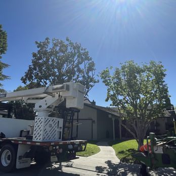 Rancho Tree Care - After - Tree Services Near Me Rancho Tree Care - After - Tree Services Near Me