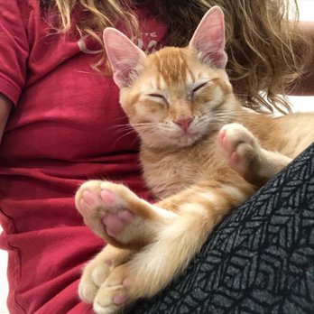 KitTea - Pet Adoption Near Me - San Francisco, California