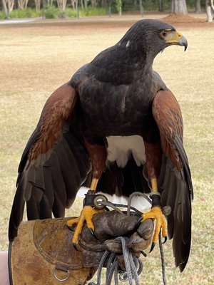 The Avian Conservation Center & Center for Birds of Prey by null