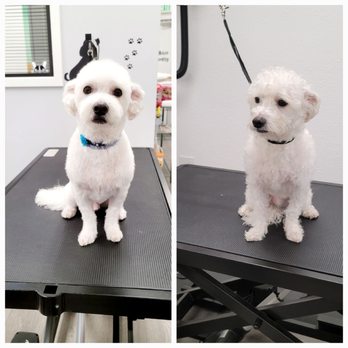 Groomingdale - Pet Groomers Near Me - Los Angeles, California