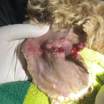 Benosdog Pet Grooming - UNACCEPTABLE. - Pet Groomers Near Me - Ontario, California Benosdog Pet Grooming - UNACCEPTABLE. - Pet Groomers Near Me - Ontario, California
