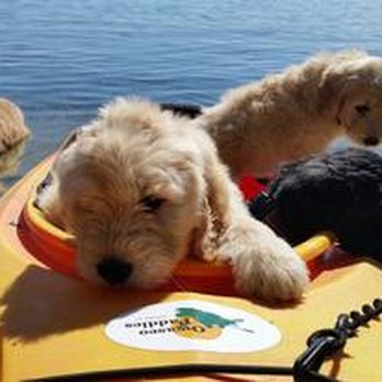 Owasco Paddles - Dog Friendly - Paddleboarding Near Me