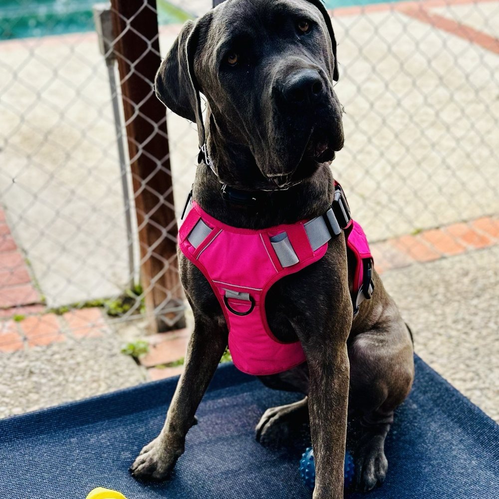 Service dog getting more training. Service dog getting more training.