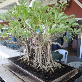 Royal Kona Coffee Center - Bonsai Tree - Visitor Centers Near Me - Captain Cook, Hawaii Royal Kona Coffee Center - Bonsai Tree - Visitor Centers Near Me - Captain Cook, Hawaii
