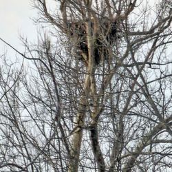 Fisherman's Paradise RV Park - Eagle neast comes home ever year.
