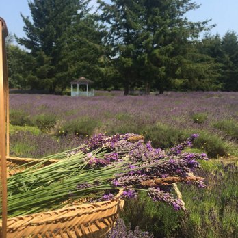 Martha Lane Lavender - Flowers & Gifts Near Me - Sequim, Washington Martha Lane Lavender - Flowers & Gifts Near Me - Sequim, Washington