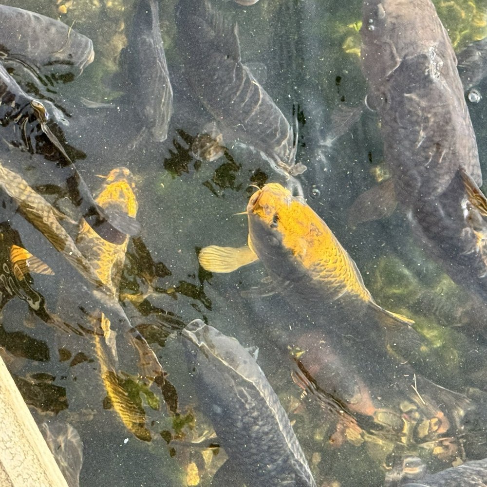 Big Spring Park - Fish - Parks Near Me - Huntsville, Alabama Big Spring Park - Fish - Parks Near Me - Huntsville, Alabama