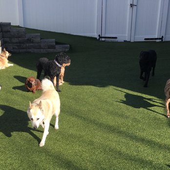 Lucys Dog Daycare - Dog Walkers Near Me - Wilmington, Massachusetts Lucys Dog Daycare - Dog Walkers Near Me - Wilmington, Massachusetts