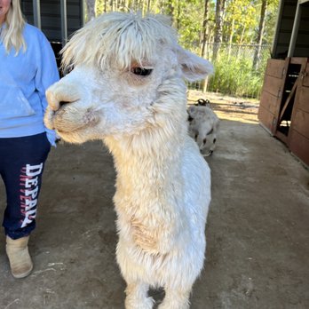 Amazing Animals - Alpaca - Zoos Near Me - Saint Cloud, Florida