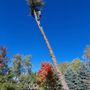 Big Nick's Tree Management