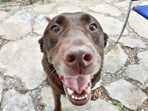 Sophie Says Pet Care - pet boarding facility in Richmond, VA