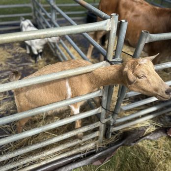 Duluth Fall Festival - Petting zoo - Festivals Near Me - Duluth, Georgia