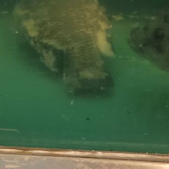 Uwajimaya - Dead fish laying on the bottom of the live tank. Clearly been nibbled on. - International Grocery Near Me - Seattle, Washington Uwajimaya - Dead fish laying on the bottom of the live tank. Clearly been nibbled on. - International Grocery Near Me - Seattle, Washington