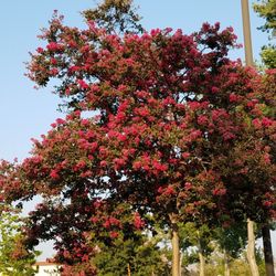 Wood Ranch Shopping Center - Crepe myrtle in bloom at the shopping center.