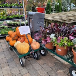 Garden Supply Company - Free Pumpkins!