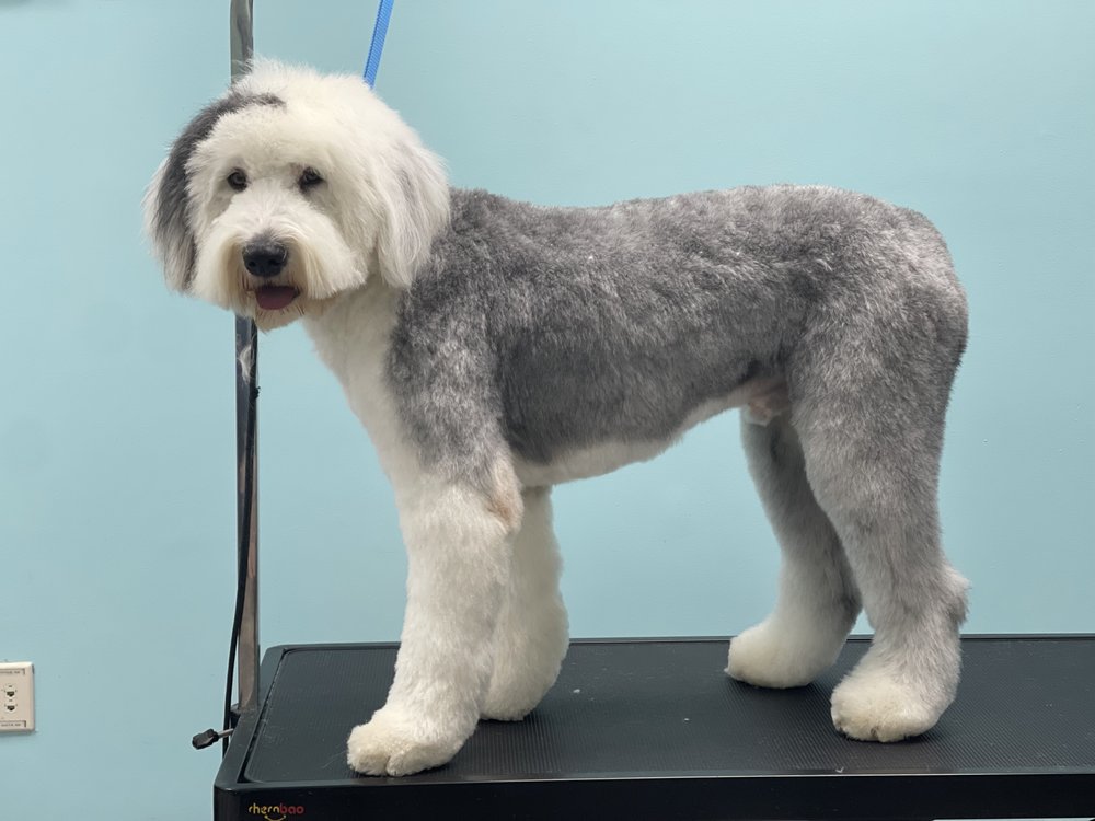 SHAGGY CHIC DOG GROOMING AND BOUTIQUE 47 Photos 1747 Hooper Ave