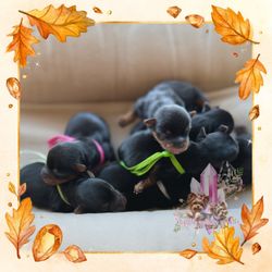 Crystal Garden Yorkies - Ruby's. "Pumpkin Spice & Everything Nice"
Litter