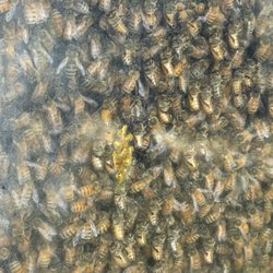 Stonewall Apiary