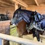 Silvershire Farm