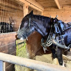 Silvershire Farm - Horsey