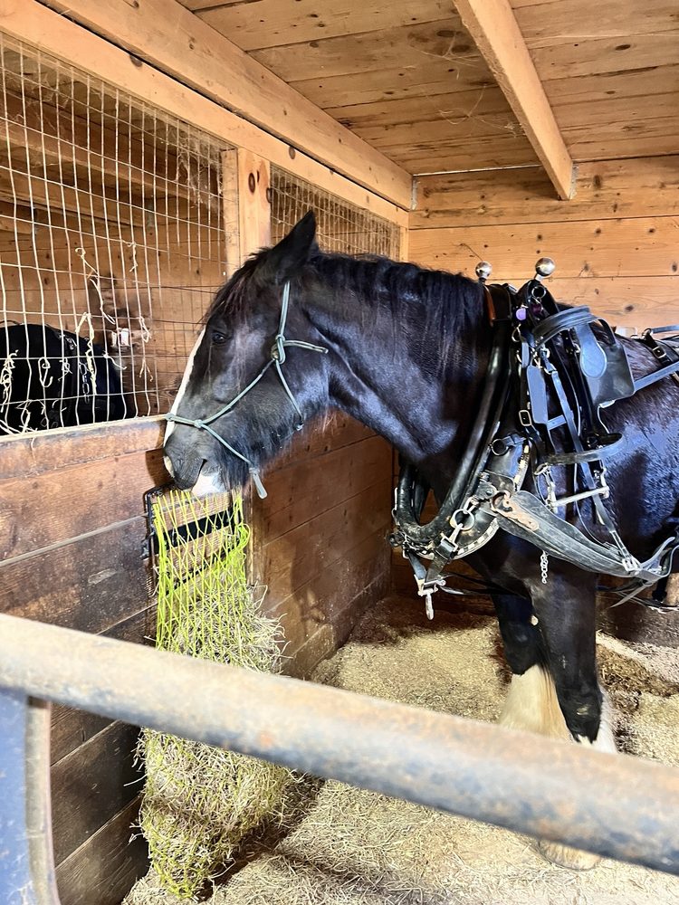 Social spots from Silvershire Farm