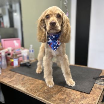 Barker Shop - Pet Groomers Near Me - Tulare, California Barker Shop - Pet Groomers Near Me - Tulare, California