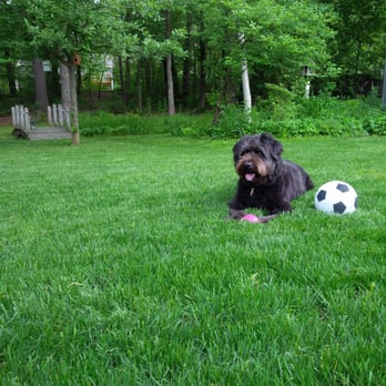 Lawn Dawg - a dog playing with a soccer ball - Lawn Services Near Me - Litchfield, New Hampshire Lawn Dawg - a dog playing with a soccer ball - Lawn Services Near Me - Litchfield, New Hampshire