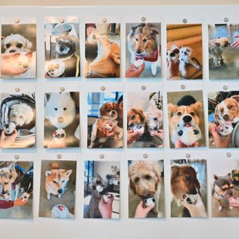 Heybings - Puppy wall - Desserts Near Me - Costa Mesa, California Heybings - Puppy wall - Desserts Near Me - Costa Mesa, California