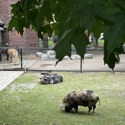 Riverview Park & Zoo - Pigs