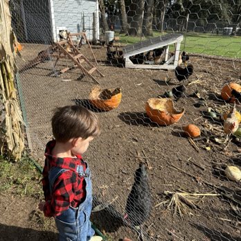 The Patch - Connecting with the chicken coop inhabitants - Pumpkin Patches Near Me - Woodland, Washington The Patch - Connecting with the chicken coop inhabitants - Pumpkin Patches Near Me - Woodland, Washington