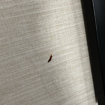 Quality Inn & Suites - Boogers on the wall - Hotels Near Me - Danbury, Connecticut