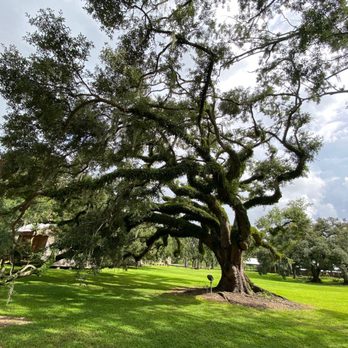 Destrehan Plantation - The live oaks omg - Landmarks & Historical Buildings Near Me - Destrehan, Louisiana
