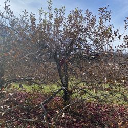 Coston Farm & Apple House