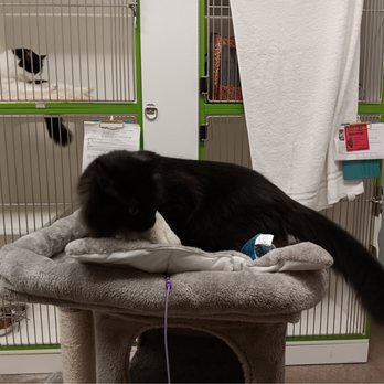 PetSuites Addison - PAWgress report during his play time! - Pet Boarding Near Me - Farmers Branch, Texas PetSuites Addison - PAWgress report during his play time! - Pet Boarding Near Me - Farmers Branch, Texas