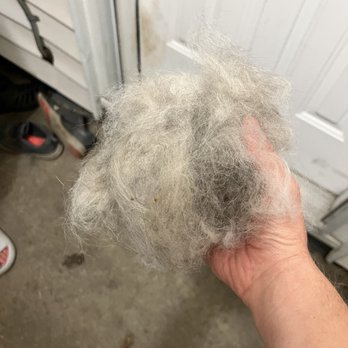 Ruff Day Resort - Hairball immediately after getting home from "grooming" - Pet Training Near Me - Webster, New York