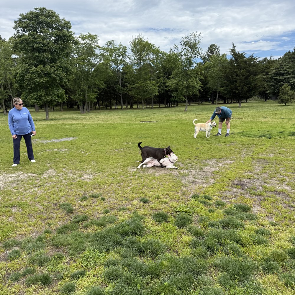 Where is the Nearest Dog Park: Find Fun Spots Fast Today!